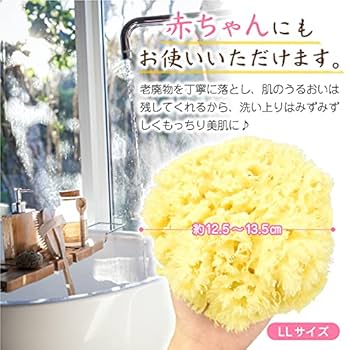 Amazon | プレジールショップ ギリシャ産 天然海綿LL13CM～16CM